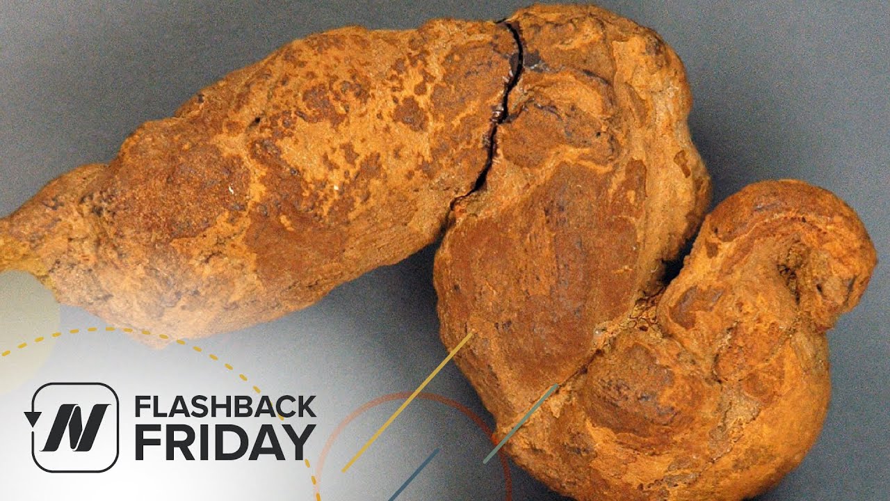 Watch video Flashback Friday: Paleopoo - What We Can Learn from Fossilized Feces Flashback Friday: Paleopoo - What We Can Learn from Fossilized Feces