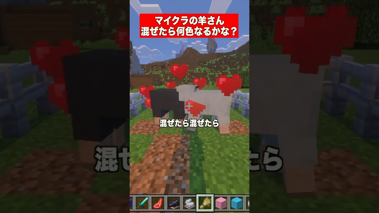 マイクラの羊で混ぜたら何色なるかな？黒と灰色 #マインクラフト  #minecraft  #colormixing