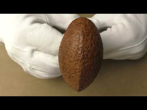 Ser Jacopo Spongia R2 - pipe 1486