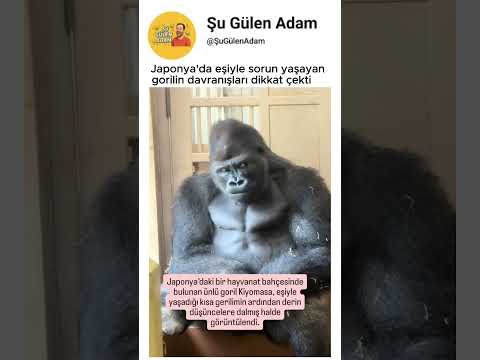 Eşiyle tartışan gorilin davranışları