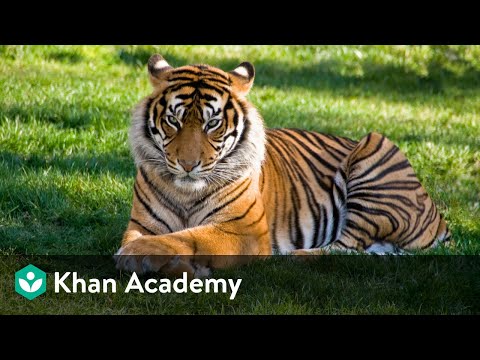 Taxonomy | The Living World | Biology | Khan Academy