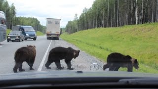 Смотреть онлайн Подборка: Медведи на дороге
