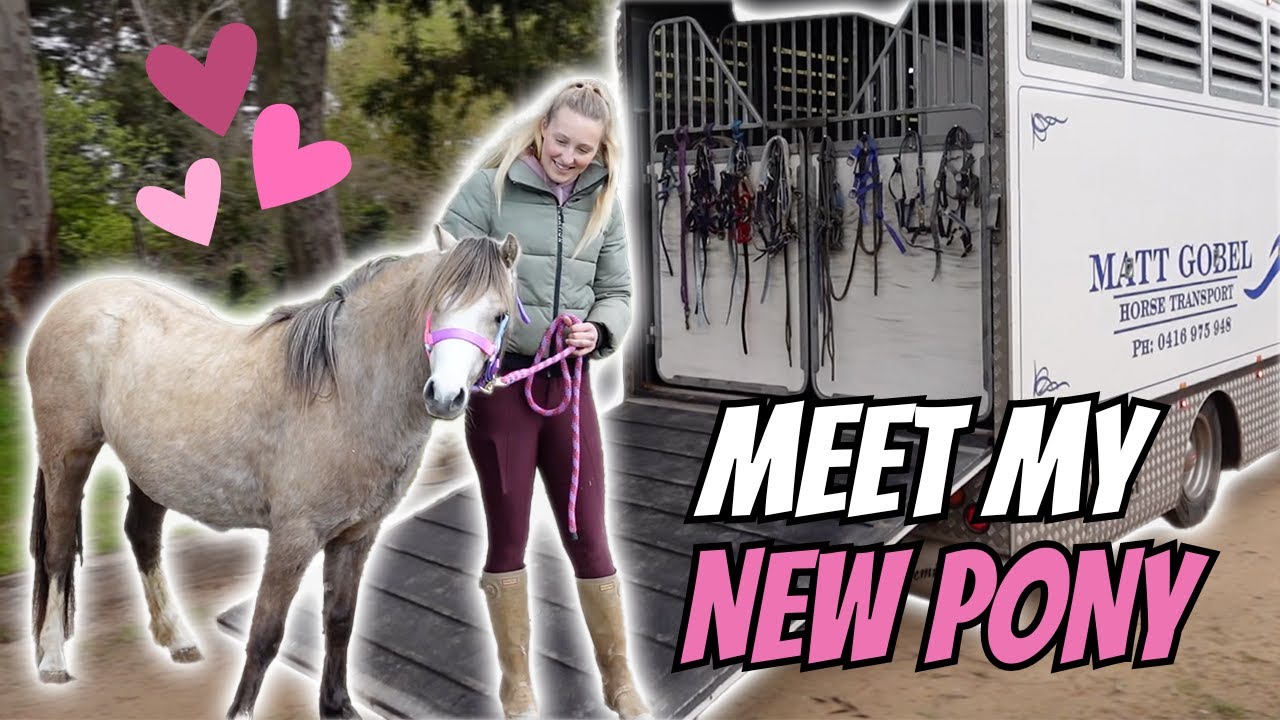 MEET MY NEW PONY