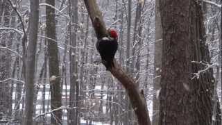 preview picture of video 'Female Pileated Woodpecker during snowstorm (1 of 2)'