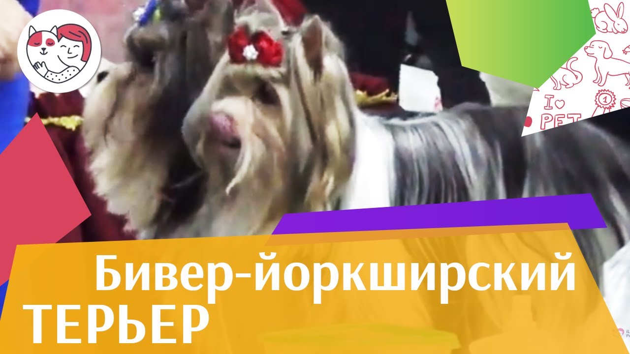 Бивер-йоркширский терьер на ilikepet. Особенности породы, уход
