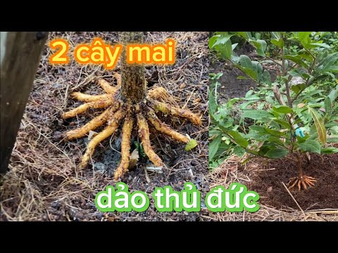 Giao lưu mai sửa rễ 2 cây lứa giống dảo thủ đức cùng anh chị em.0788901449