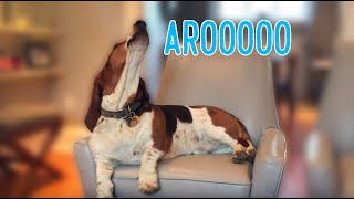 Basset Hound sounds like a cow