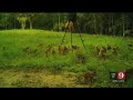 Video Monkeys Swarm Ocala Man S Property