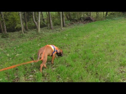 Nachsuche  Rotwildfährte - Fährtenarbeit, Eftersök,