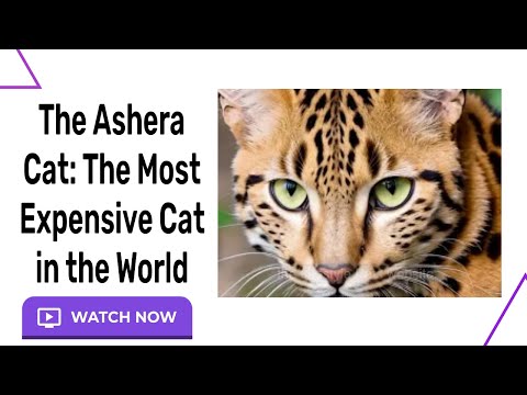 The Ashera Cat: The Most Expensive Cat in the World