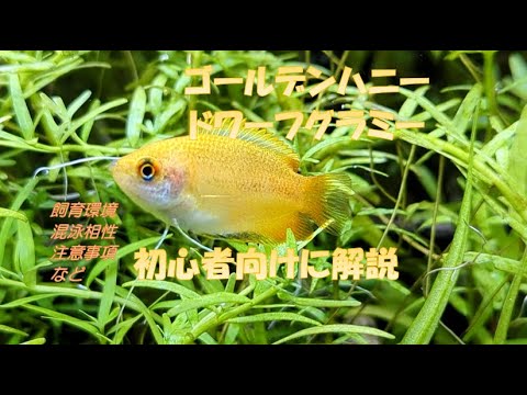 ビッグリップグラミーについて詳しく解説