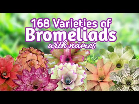 168 Bromeliad Varieties with Names I PlantFactory
