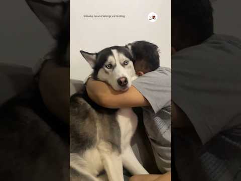 犬が鶏を攻撃するのを止めるにはどうすればよいですか？一緒に暮らすための重要なヒント  庭園