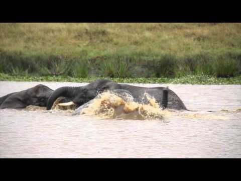 Knysna Elephant Park - Elephants celebrate the rain