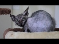 Cape Town S Werewolf Cat