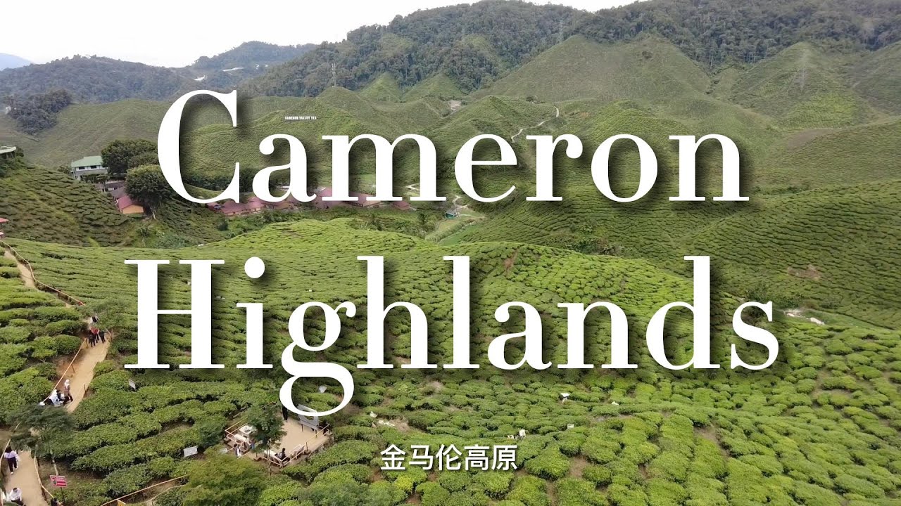 Vlog | Cameron Highlands Travel Malaysia After Covid | Flora Park & Tea Garden 金马伦高原 马来西亚体验春天 花海 茶园