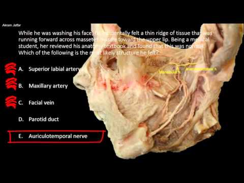 Was ist an der Oberfläche des Masseter-Muskels zu palpieren?