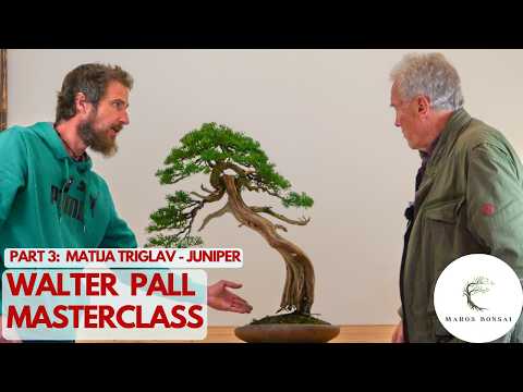 Juniper Bonsai Design: Fixing the 'Heavy Crown' Mistake (w/ Walter Pall)