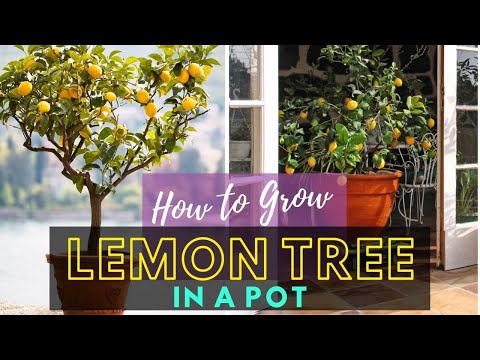 How to Grow Lemon Tree in a Pot | Care and Growing Lemon Tree