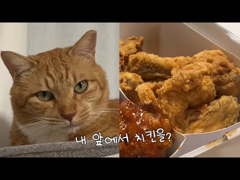 닭고기 좋아하는 고양이 앞에서 치킨 먹는 집사들