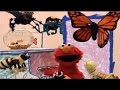 Elmo S World Bugs HD 2017