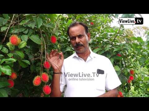 Rambutan fruit Farm of Chandrashekar Gatti, Gundya