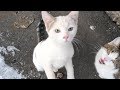 Tasty Food For Hungry Cats On A Very Cold Day