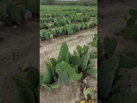 🌾 FAZENDA AROEIRA – 1.900 HECTARES COM ESTRUTURA COMPLETA E 8 POÇOS ARTESIANOS 🌾
