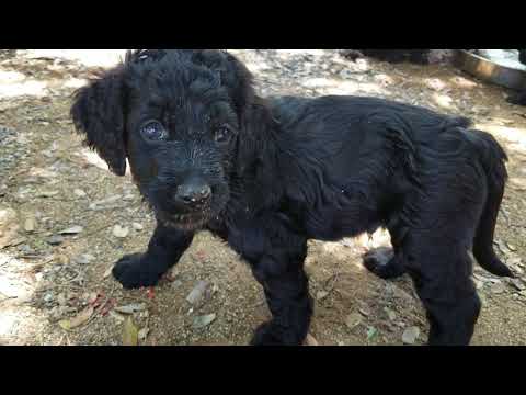 Videos from San Diego Goldendoodles