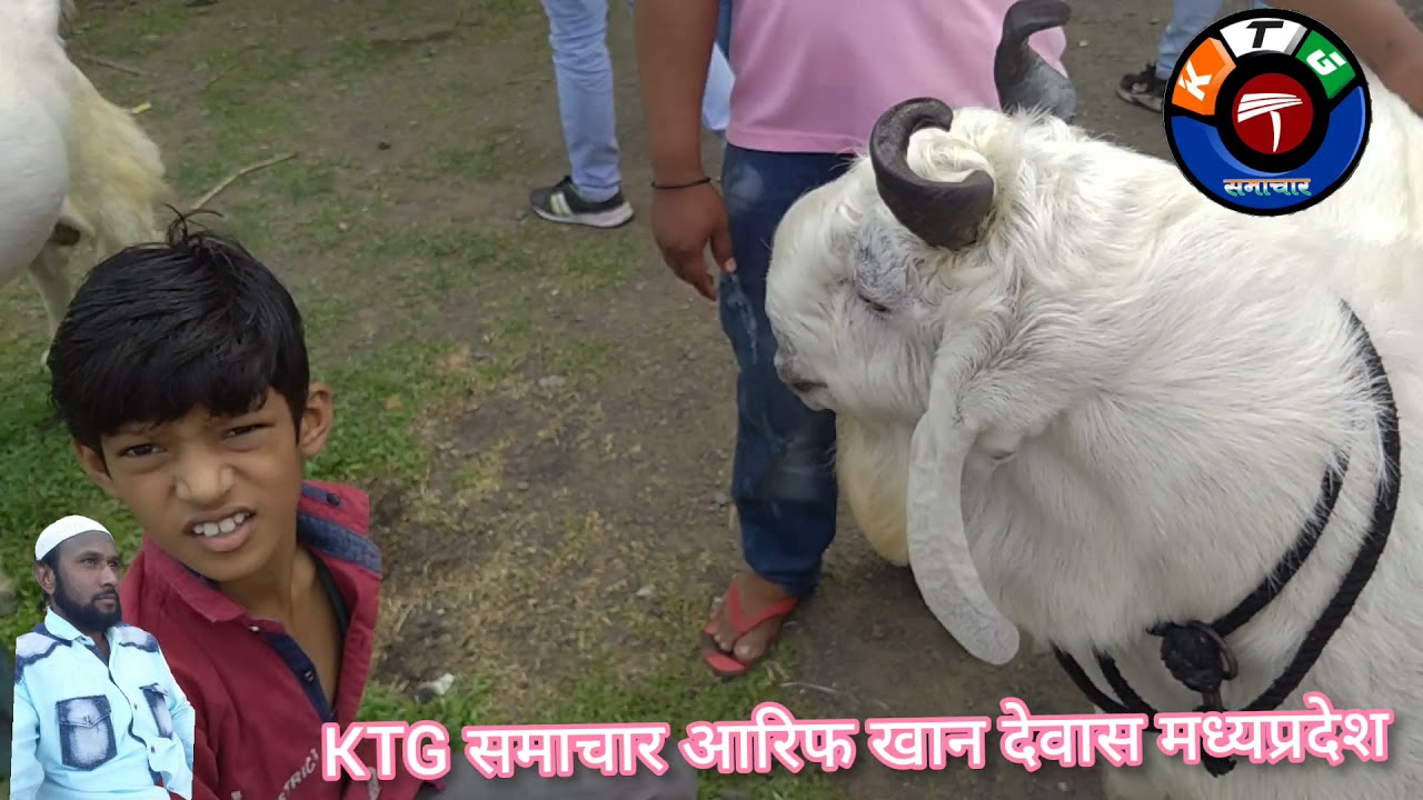 देवास बाजार मे बकराईद की तैयारी बकरो का भाव सुन कर होजाओगे हैरान