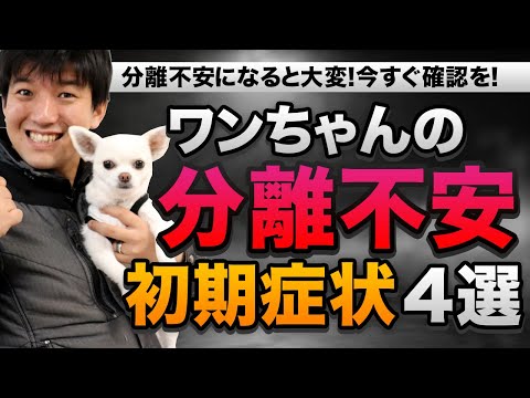犬の不安を軽減するにはどうすればよいでしょうか?