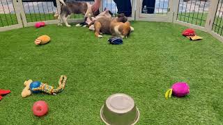 Video preview image #1 Mutt Puppy For Sale in Sanford, FL, USA