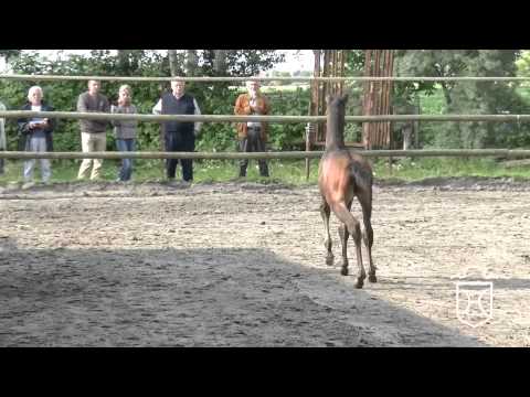 Hengstfohlen von Casall   Newton   Corrado