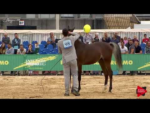 N.98 AB MUHRA - Bergamo 2018 - Straight Egyptian Fillies (Class B)