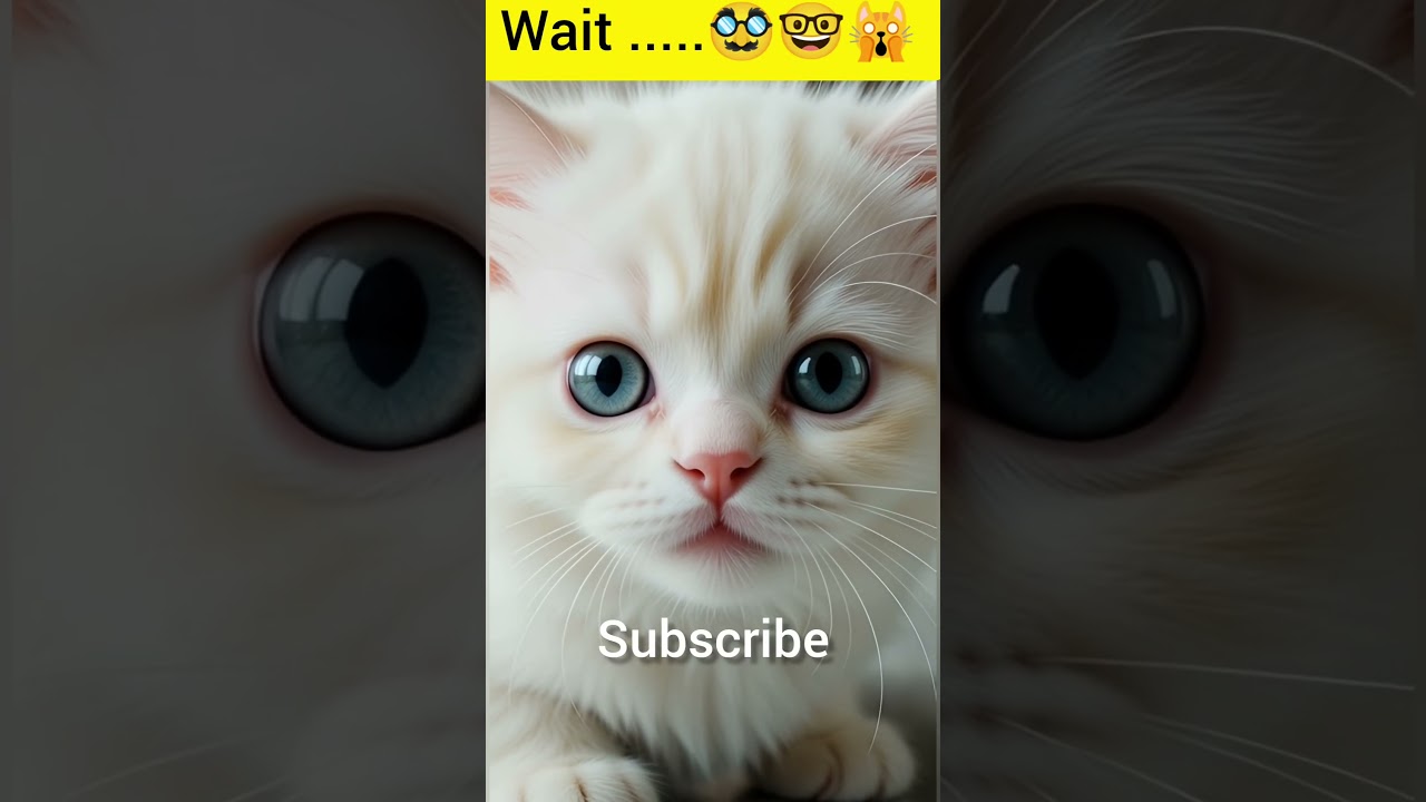 The Most Intense Meow Ever! 🙀 #shorts #kitten #ViralCat #eyecontact