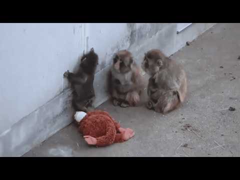 Когда тебя приютила целая стая