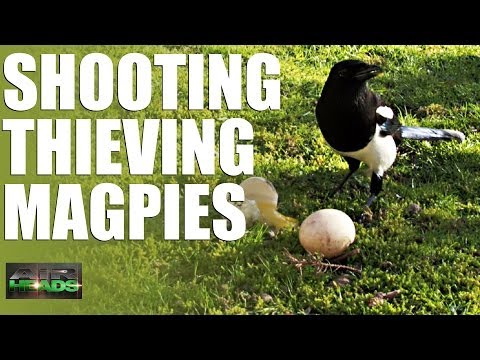 Shooting Thieving Magpies – AirHeads, episode 6 Shooting Thieving Magpies – AirHeads, episode 6
