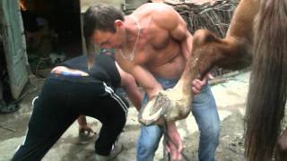 Download lagu cea mai tare faza la potcovit mp3 Download lagu cea mai tare faza la potcovit mp3