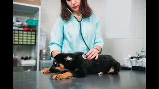 SEU DINHEIRO GASTO EM EXAMES E SEU CACHORRO DOENTE