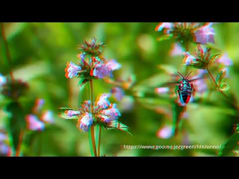 ルリモンハナバチの飛翔　3Dアナグリフ動画