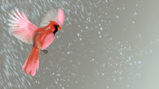 Owl City - Bird With a Broken Wing [ COVER ]