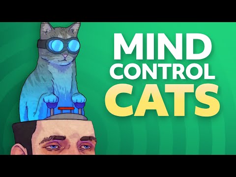 How cats manipulate your brain with parasites - YouTube