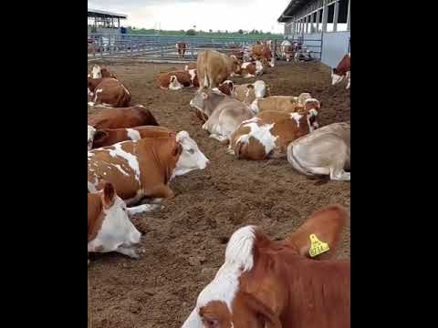 Fleckvieh 🔴 Biggest BULLS AND COWS Of The World ✅ GT Shorts 🏆 142