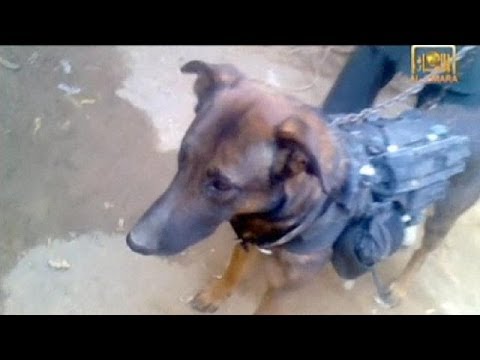 Los talibanes aseguran haber capturado a un perro de las fuerzas internacionales