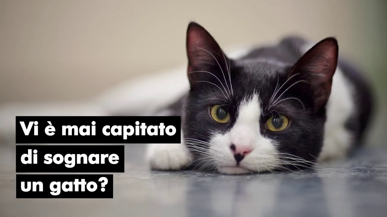 Watch Now Cosa significa sognare un gatto Vi è mai capitato di incontrare un felino nei vostri sogni Cosa significa sognare un gatto Vi è mai capitato di incontrare un felino nei vostri sogni