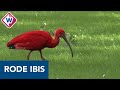 Zeldzame rode ibis wandelt rond in Hofpark Wateringen