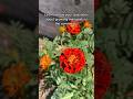 Everything you need to get started growing Marigolds. #edenbrothers #gardening101 #marigolds