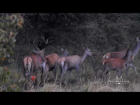 deer hunting archery elk | red stag rutting | the abnormal | ep # 17