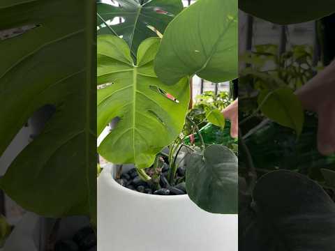 Monstera: low-maintenance, shade-tolerant, and thrives with our Bola self-watering planters 🪴