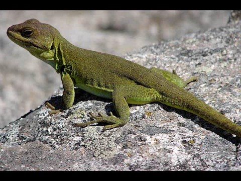 Vista previa del video en Youtube